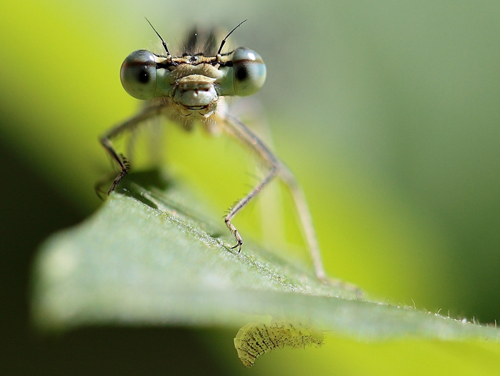 Libellula con preda